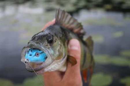 Самые уловистые монтажи для ловли щуки в траве Самые уловистые монтажи для ловли щуки в траве