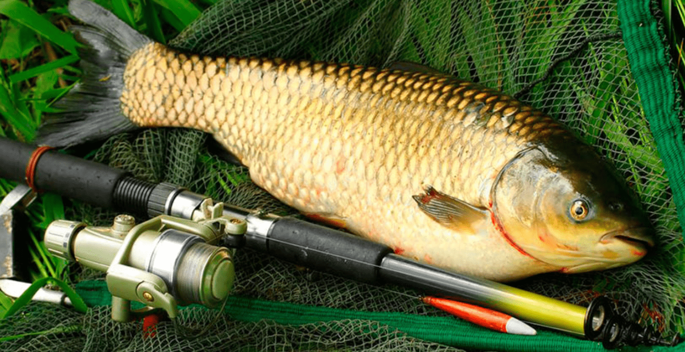 Белый амур рыба фото и описание на что ловить