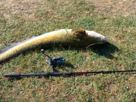 Сом 10,5 кг на спиннербейт от компании WolFish