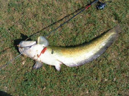 Сом 10,5 кг на спиннербейт от компании WolFish