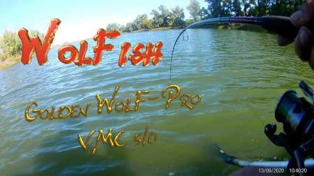 Сом 10,5 кг на спиннербейт от компании WolFish