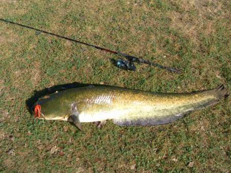 Сом 10,5 кг на спиннербейт от компании WolFish