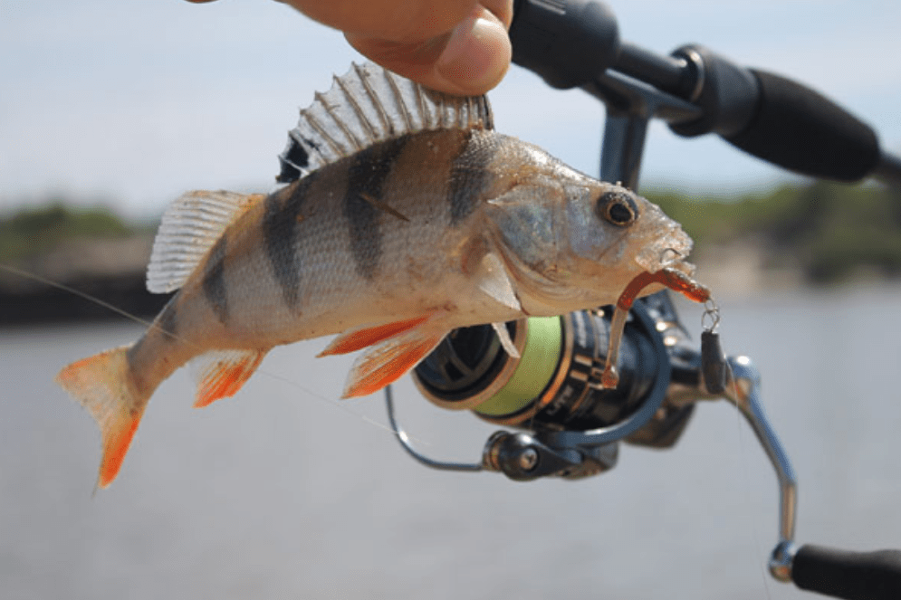видео летней рыбалки окуня