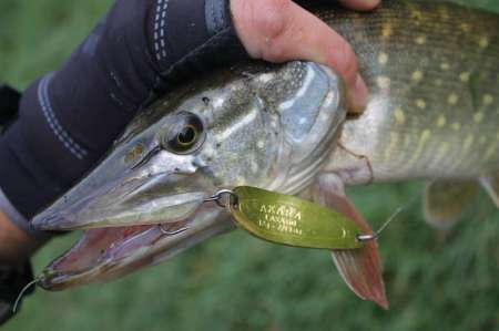 Уловистая проводка колебалки