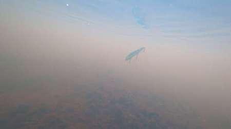 Воблеры. Осенний жор щуки.