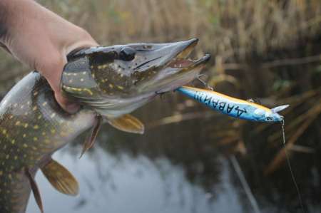 Воблеры. Осенний жор щуки.