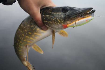 Воблеры. Осенний жор щуки.