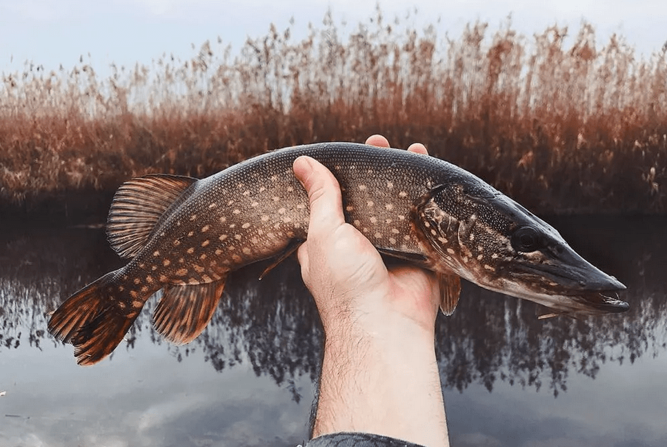 Фото пойманной щуки