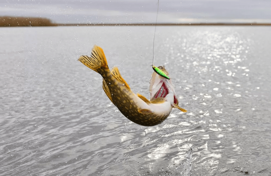 Какая рыба клюет весной. Щука запрет. На что клюет щука. Мартовская рыбалка на открытой воде. Весенняя рыбалка интересные картинки.