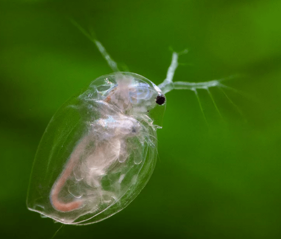 Личинка стрекозы дафния