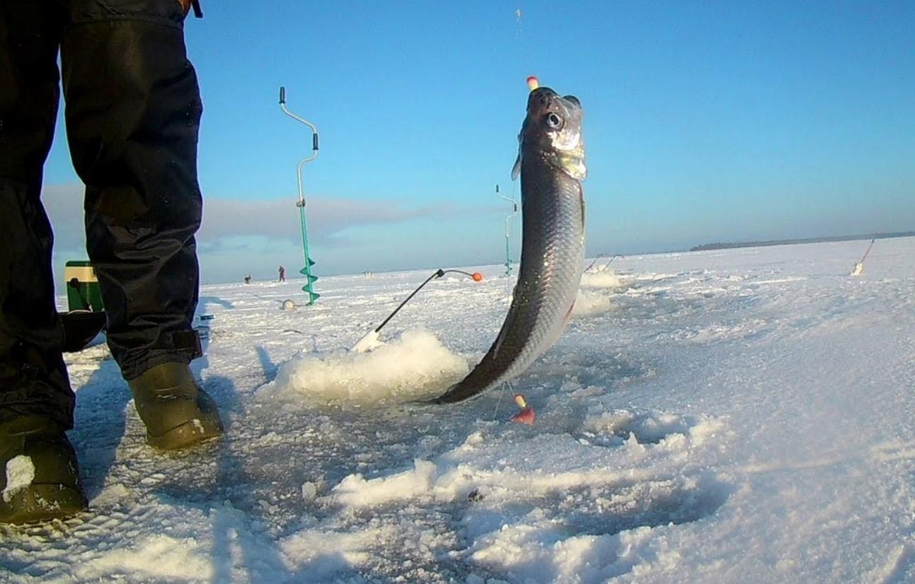 Лов корюшки. Рыбалка на корюшку на финском заливе. Зимняя рыбалка на корюшку. Ловля корюшки зимой на финском заливе. Финский залив рыбаки корюшка.
